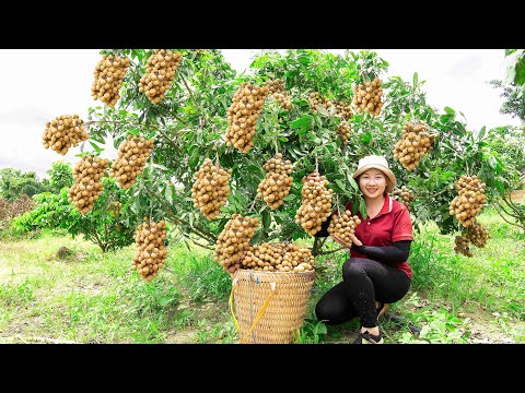 Harvesting longan , Spiny Cucumber to the market to sell  Lucia Daily Life