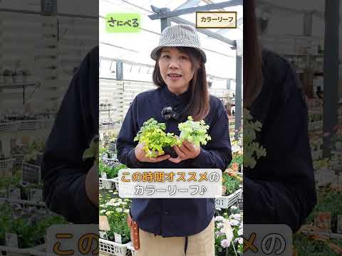 春に剪定する植物はどれですか？ 3月・4月に伐採する樹種は5群  庭園