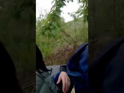 Linhai peripeții pădure Grajdeni