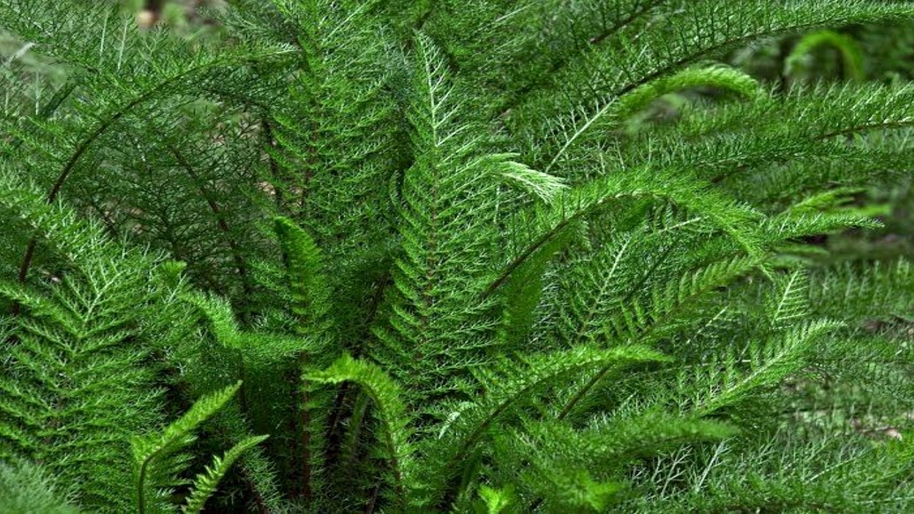 Combate Má Circulação, Dores nas Juntas e Articulações 🌿 É Diurético 💖 MARILENE SARAH FIALHO