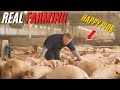 Real Pig Farming