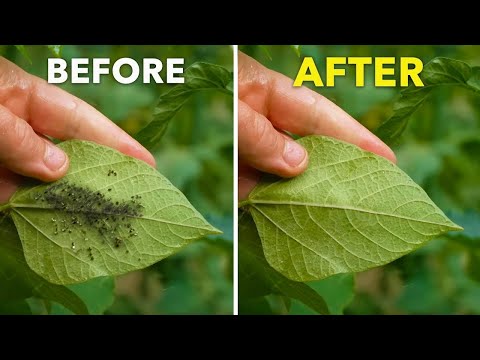 Tomato Growing Masterclass My Blueprint to Success Every Time