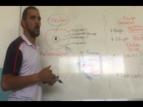 Fruto - explicação