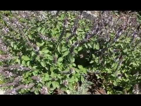 The Peghorn Trail Song- ADAM THE WOO AND JWW.