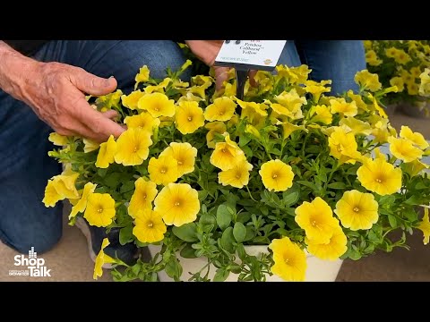 2023 California Spring Trials: New Yellow Petchoa Caliburst at PanAmerican Seed