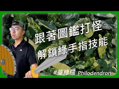 銀劍蔓綠絨照顧
