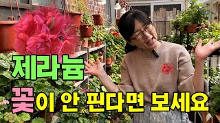 제라늄 꽃이 잘 안 핀다면 3가지만 점검해 보세요.