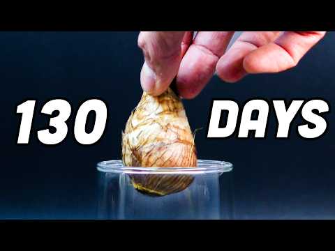 Daffodil Growing in Water: Bulb to Bloom in Minutes (Time-Lapse)