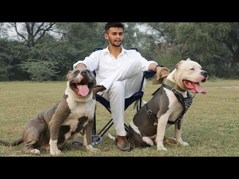 download lagu mp3 mp4 Xxl Bully Pitbulls For Sale In Tennessee, download lagu Xxl Bully Pitbulls For Sale In Tennessee gratis, unduh video klip Xxl Bully Pitbulls For Sale In Tennessee