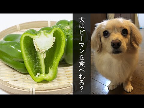 犬はピーマンを食べても大丈夫ですか?