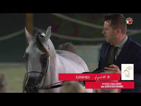 60 ELAFAAH MCA _ FUJAIRAH INTERNATIONAL ARABIAN HORSE CHAMPIONSHIP 14 - 16  December 2023.