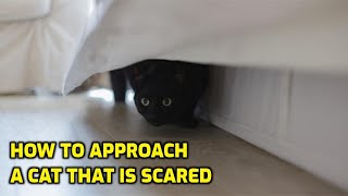How Do You Get A Scared Cat To Come To You?