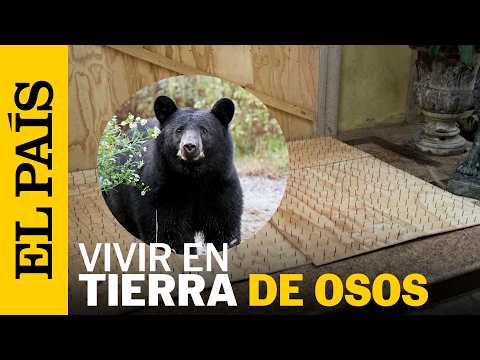 ¿Es posible convivir con los OSOS NEGROS pacíficamente en MONTERREY? | EL PAÍS