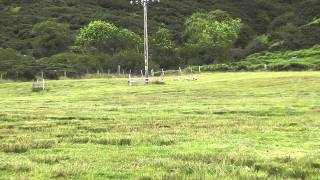 preview picture of video 'Gairloch & District Sheepdog Trials 2011 [ Part - 3 of 5 ]'