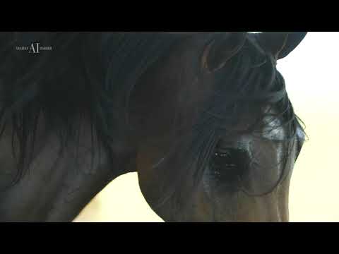 PRIDE OF POLAND 2021 LOT 7. EBIRA (Empire x Ebra / Alert)