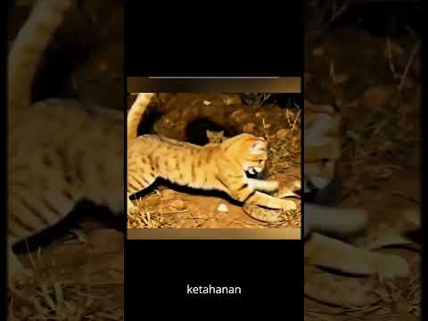 balas dendam induk kucing pasir, setelah anaknya dimangsa ular Derik, #fyp