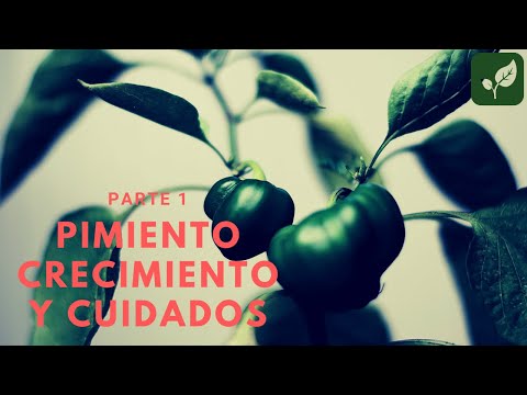 , title : 'PIMIENTO: Siembra Crecimiento y Cuidado Parte 1'