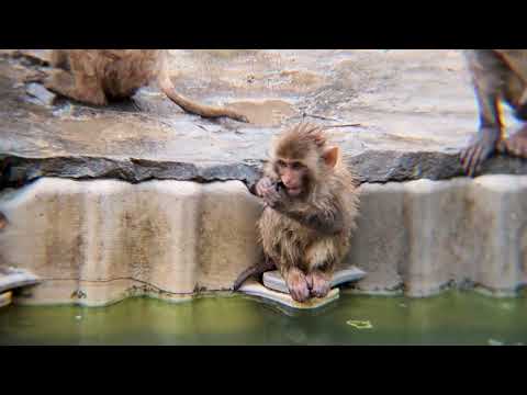 Bring my FotoZ 8X Monocular to the ZOO