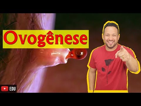 Oogenesis - Gametogenesis - Biology with the Shark