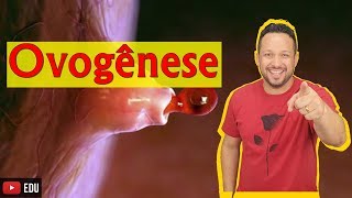Ovogênese - Gametogênese - Biologia com o Tubarão