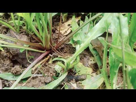 yav ntuj to qab channel   qhia tsob zaub  ntswg npuas kho zoo 3 yam  mob  caum  saib mus thiaj  paub