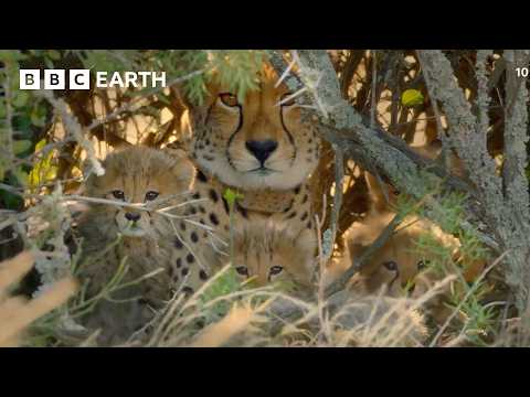 The World's Stealthiest Predators | Snow Leopards & Cheetahs | BBC Earth