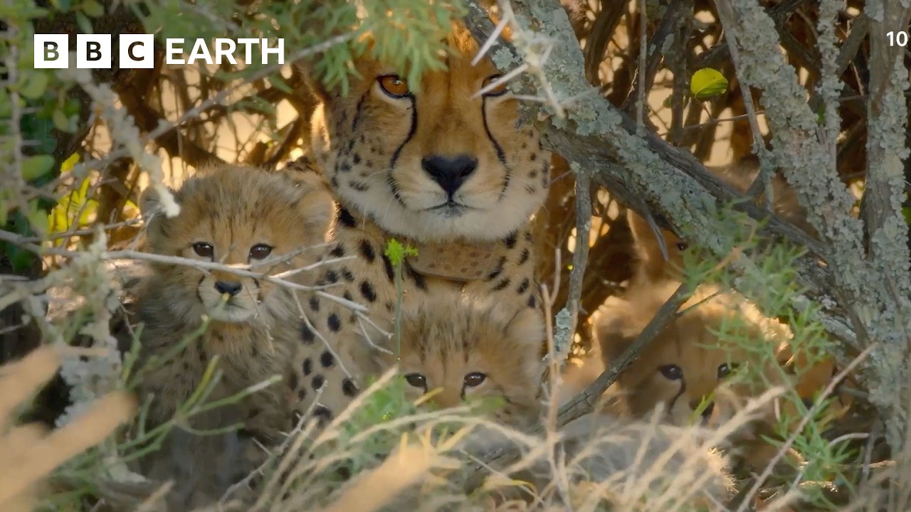 The World's Most Stealthy Predators | Snow Leopards & Cheetahs | BBC Earth