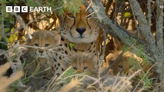 The World's Stealthiest Predators | Snow Leopards & Cheetahs | BBC Earth