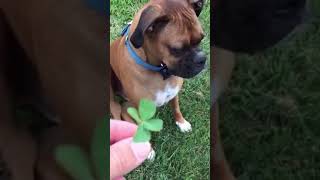 ☆Super Cute Animals☆Cute cats and funy dogs＆cat　videos compilation2021C㉑#Shorts