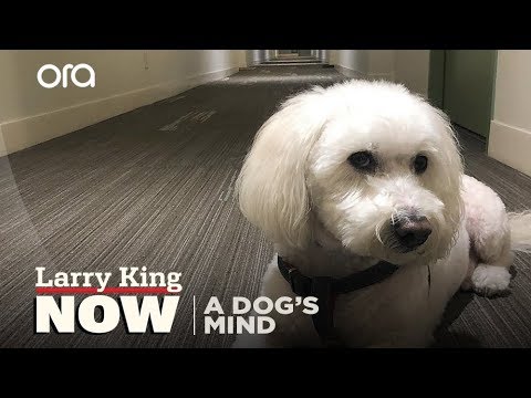 Understanding the Mind of a Dog