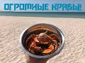 Огромные крабы Крыма! Ловим, готовим и едим =) ENG SUB Огромные крабы Крыма! Ловим, готовим и едим =) ENG SUB