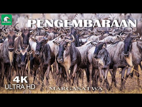 Perjalanan Wildebeest – 4K | Margasatwa