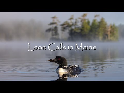 Nature's Greatest Sounds: Loon Calls in Maine - Canon R5 & 100-500mm RF Lens - 4K