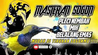 Download lagu MASTERAN SOGON‼️ MATERI PLECI NEMBAK MIX BELALANG EMAS #sogon #sogongacor #sogokontong mp3