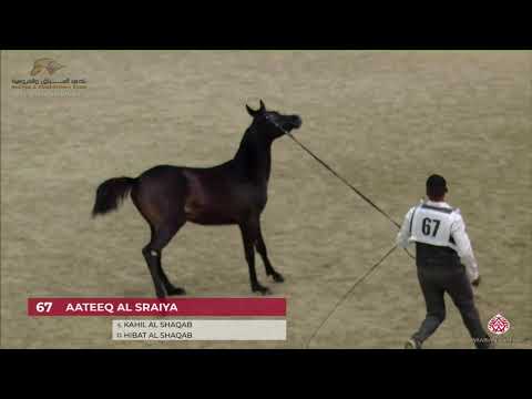 N.67 AATEEQ AL SRAIYA - 22nd Qatar National 2019 - Colt Foals (Class 2A)