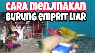 Download lagu How to tame sparrows easily @masaricitayam9690 mp3 Download lagu How to tame sparrows easily @masaricitayam9690 mp3