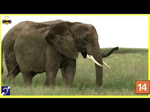 Tv Educativa Explicando a Inteligencia Animal  Netflix Dblado e com Legendas Corte 13