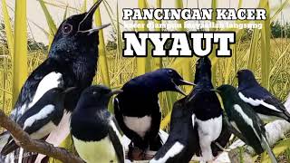 Download lagu kacer gacor NGEPLONG tarung ini paling ampuh buat PANCINGAN KACER agar NYAUT mp3 Download lagu kacer gacor NGEPLONG tarung ini paling ampuh buat PANCINGAN KACER agar NYAUT mp3