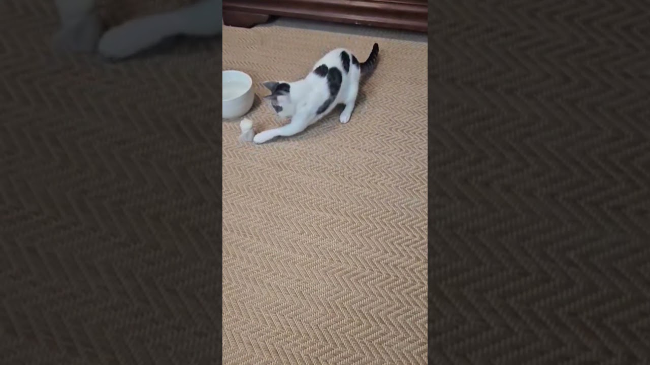 Enlarge Maggie, a Adopted Domestic Short Hair in Pearland, TX video 5/6