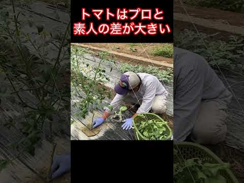 ジューシーな果実を得るためにトマトの植物をいつ、どのように正しく剪定すればよいでしょうか?  庭園