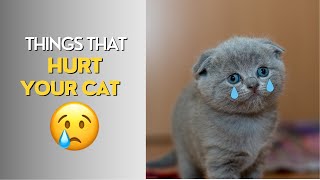10 Things You Must Stop Doing To Your Cat