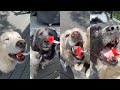 Dogs Enjoy Some Juicy Watermelon