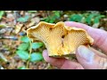 Oregon Early Fall Chanterelle 2021 - Tillamook State Forest