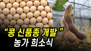 [터치정보農 46편] 만풍콩 강풍콩 녹풍콩 경기도 개발 콩품종 전부 알려드려요~