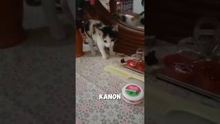 Download lagu Kanon.❤️ mp3 Download lagu Kanon.❤️ mp3