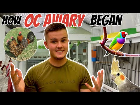 How OC AVIARY began - My Passion for Birds!