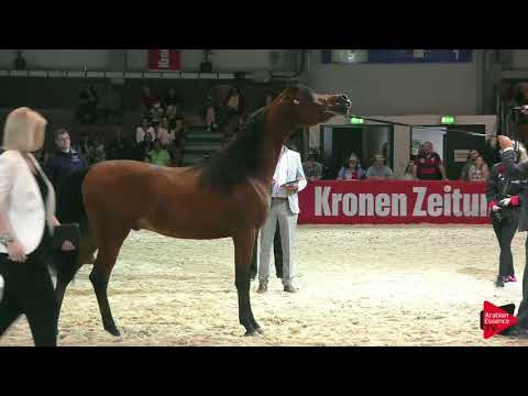 N 54 D KAHEEL   Wels 2019   Colts 3 years old Class 6