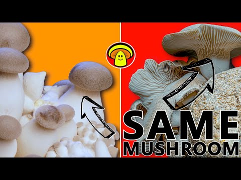 How to Grow King Oyster Mushrooms | The Perfect Growing Conditions