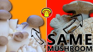 How to Grow King Oyster Mushrooms | The Perfect Growing Conditions