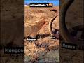 Mongoose Vs Snake Cobra Real Fight नेवला Vs नाग Cobravsmongoose Cobra Mongoosevssnak